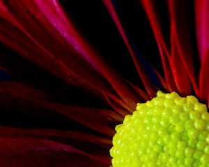 Red & Yellow